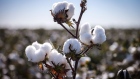 Cotton grows in a field on the outskirts of Moree, New South Wales, Australia, on Thursday, April 15, 2021. China accounted for about 35% of Australia’s A$2.56 billion ($1.8 billion) cotton export trade in 2018-19, according to Department of Foreign Affairs and Trade data. Other major importers include Vietnam, Indonesia, Thailand and India. Photographer: David Gray/Bloomberg