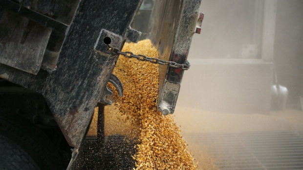 Kernels of corn are unloaded from a truck at the Kokomo Grain Co. Inc. transloading facility in Edinburgh, Indiana, U.S., on Thursday, March 28, 2019. The trade war is having a bigger-than-expected effect on U.S. farmers' planting decisions at a time when silos are bulging with grain stockpiles. May corn futures fell to a record low. 