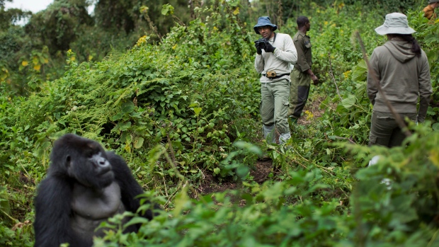 Rwanda, Gorillas