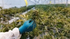 A worker holds a cannabis plant at a WeedMD Inc. growing facility in Strathroy, Ontario