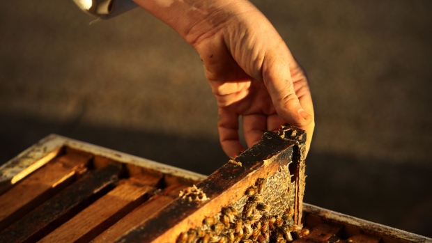 Bee Lockdown to Ease in Australia Ahead of Pollination Season
