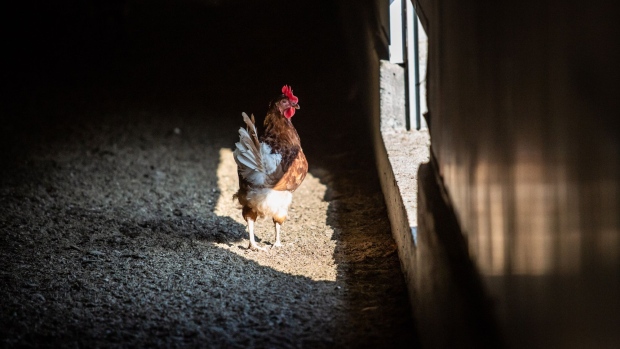 Chickens Need More Room and Slower Growth, EU Food Watchdog Says