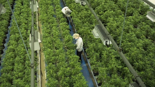 Canopy Growth sees $42M net loss in Q1 as cost reduction efforts continue