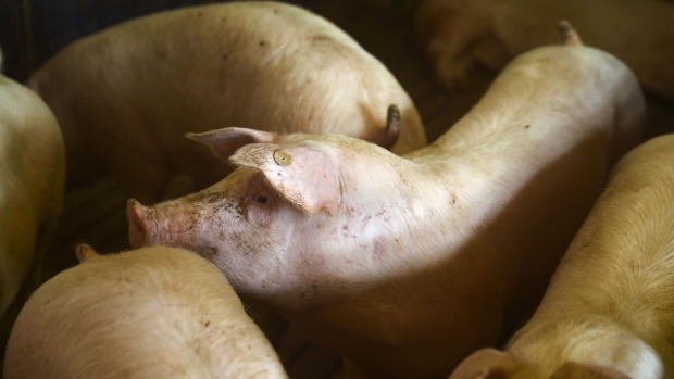 Pigs stand in an indoor pigsty on a livestock farm in Ohrenbach, Germany, on Monday, Jan. 20, 2020. Despite its relatively small size compared with producers like China or the U.S., Germany is a heavyweight in the global pork trade -- accounting for 15% of the world’s exports in 2017.
