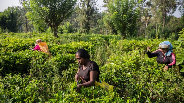 Workers hand-pick tea leaves at the Geragama Tea Estate, operated by Pussellawa Plantations Ltd., in Pilimathalawa, Central, Sri Lanka, on Wednesday, April 19, 2017. Sri Lanka's gross domestic product expanded less than estimated in the last quarter as the island faced its worst drought in decades and tighter monetary policy hurt consumer demand.