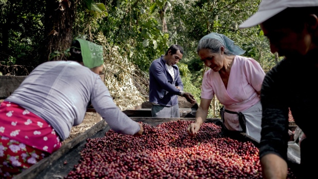 Workers inspect coffee cherries on a farm in Sonsonate, El Salvador, on Sunday, Dec. 13, 2020. Coffee demand fell by more than 4 million bags in six months due to the pandemic, with global demand contracting 0.6% in the season that ended Sept. 30.