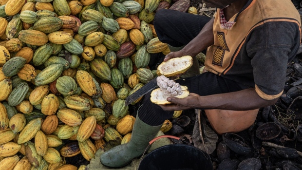 A farmer cuts a cocoa pod to collect the beans inside on a farm in Azaguie, Ivory Coast, on Friday, Nov. 18, 2022. As favorable weather in Ivory Coast boosts the quality of the country’s cocoa bean harvest, poor road access means some farmers in the world’s top supplier of the chocolate-making ingredient are getting paid below the farm-gate rate for their crop.
