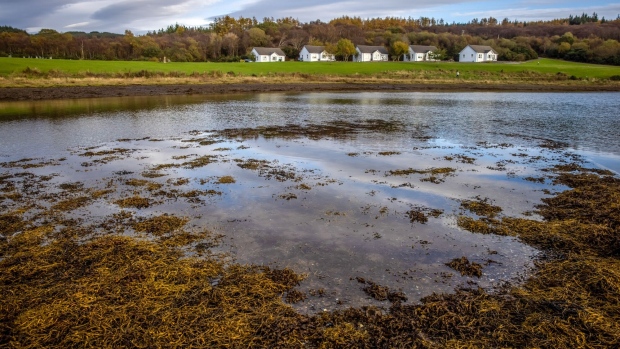 <p>An area of Scottish peatland in Portavadie, Argyll.</p>