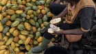 A farmer cuts a cocoa pod to collect the beans inside on a farm in Azaguie, Ivory Coast.