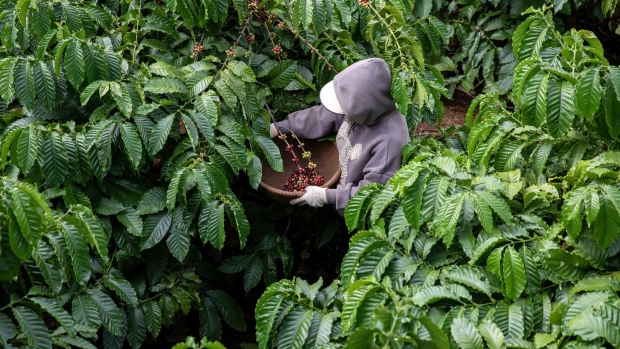 <p>A worker harvests coffee cherries at a farm in Buon Ma Thuot, Vietnam.</p>