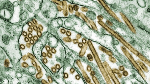 Avian influenza A H5N1 viruses highlighted in gold. Photographer: Smith Collection/Gado/Getty Images