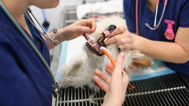 Vets treat a dog at a veterinary hospital in London.
