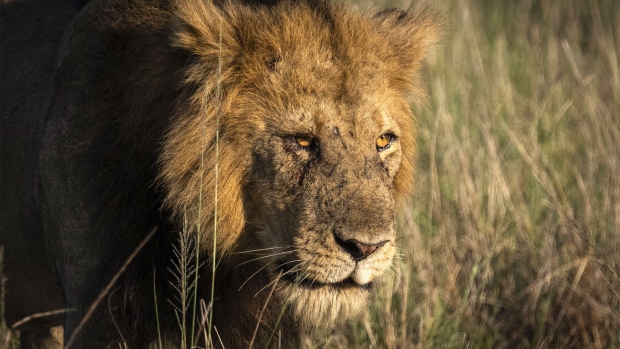 A lion in Queen Elizabeth National Park in Uganda. Photographer: Muhammed Enes Yildirim/Anadolu/Getty Images