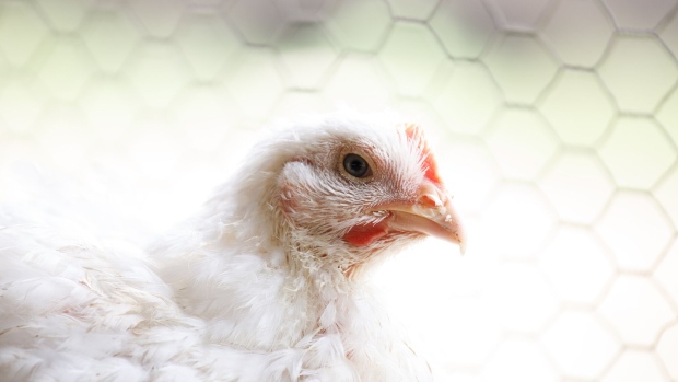 La gripe aviar se extendió a una segunda granja en Victoria, Australia