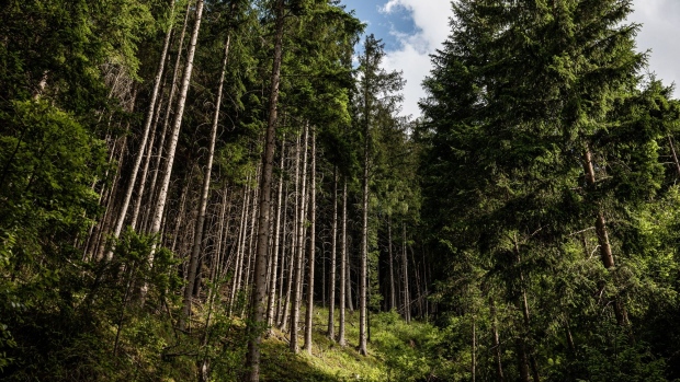 Spruce trees stand in an alpine forest near Feistritz am Kammersberg, Austria on Wednesday, June 24, 2020. CLT uses a high-tech manufacturing process that turns ordinary wooden planks, often made from Spruce trees, into structures that can bear thousands of tons of weight.
