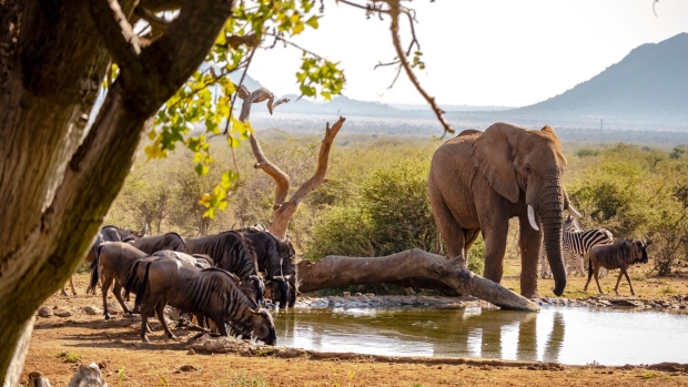 Wildebeest, elephant, and zebra all at a waterhole in South Africa. Source: Moelyn Photos/Getty Images