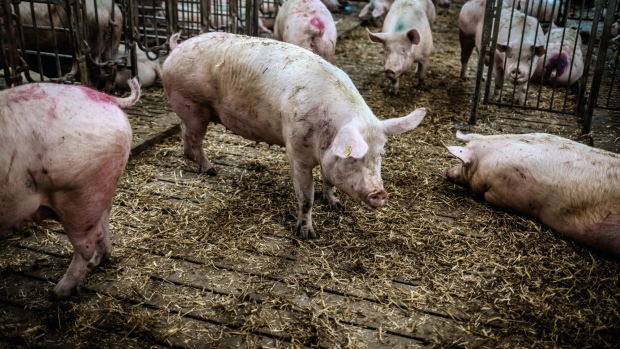 <p>Agriculture in Denmark, a big exporter of pork and dairy, is one of the Nordic countries’ biggest emitters.</p>