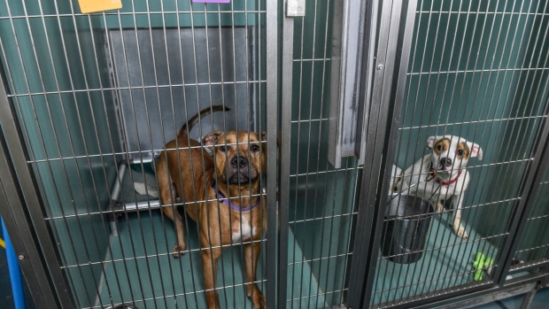 Dogs available for adoption at an animal shelter in New York, US, on Thursday, Dec. 28, 2023. Return-to-office mandates, heightened pet costs and landlord restrictions have helped drive a 22% jump in stray dogs in US shelters since 2021. Photographer: Stephanie Keith/Bloomberg