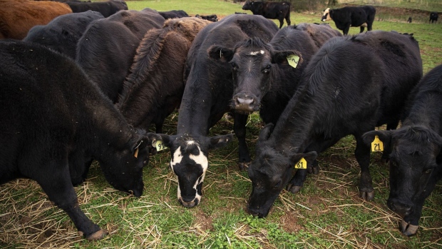 Prices for US cattle have surged making it potentially less lucrative to raise them without using antibiotics, an analyst said.
