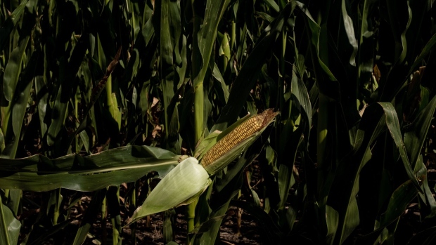 An ear of corn on a farm during a heat wave in San Antonio de Areco, Buenos Aires province, Argentina, on Tuesday, Jan. 11, 2022. Argentina’s key agriculture areas saw intense and prolonged heat, coupled with little or no rain, through Jan. 12. Photographer: Anita Pouchard Serra/Bloomberg