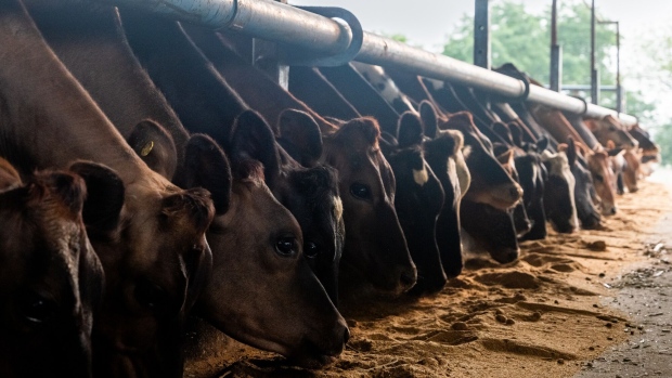 Cows are fed at Binsar Farms in Village Kundli, Sonipat, Haryana, India, on Tuesday, July 4, 2023. Milk is ubiquitous in India — from the morning glassful that most middle class school kids glug to its use in Hindu religious rituals. Photographer: Anindito Mukherjee/Bloomberg