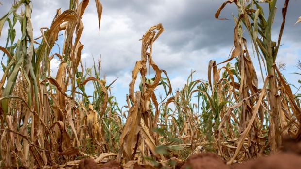 <p>A failed corn crop due to drought at a farm in Glendale, Zimbabwe.</p>